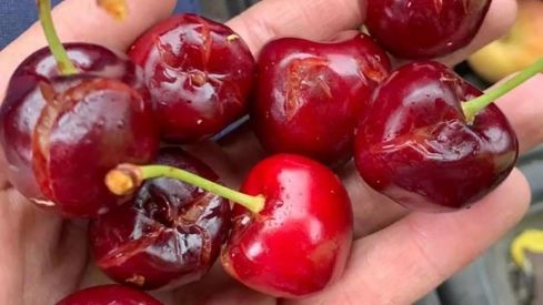 Cerezas afectadas por el granizo