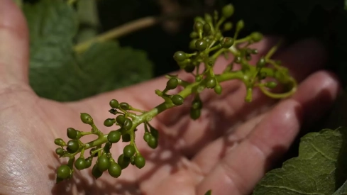 Viñedos afectados por la fuerte granizada caída ayer en Cacabelos | Foto: César Sánchez - ICAL