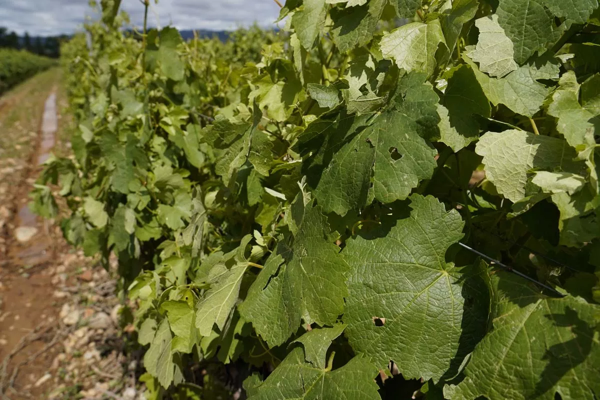 Viñedos afectados por la fuerte granizada caída ayer en Cacabelos | Foto: César Sánchez - ICAL Viñedos afectados por la fuerte granizada caída ayer en Cacabelos | Foto: César Sánchez - ICAL