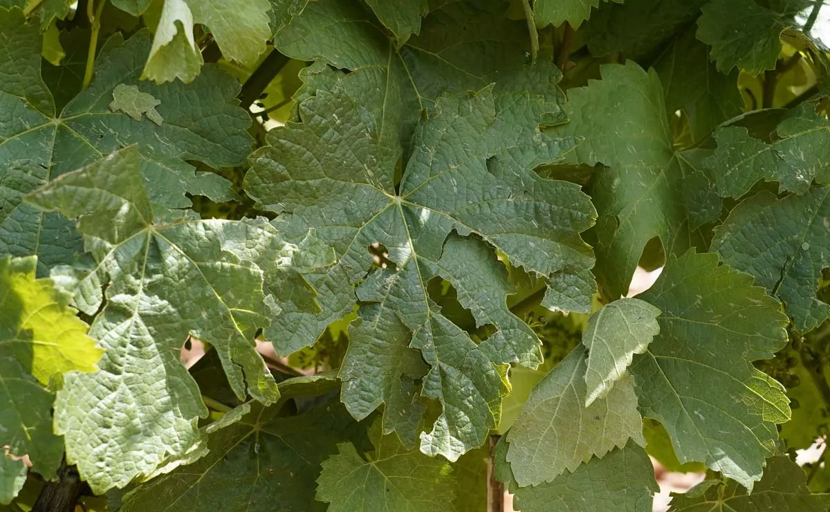 Viñedos afectados por la fuerte granizada caída ayer en Cacabelos | Foto: César Sánchez - ICAL