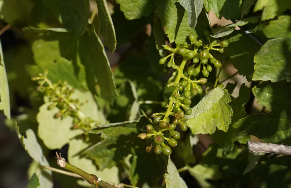 Viñedos afectados por la fuerte granizada caída ayer en Cacabelos | Foto: César Sánchez - ICAL