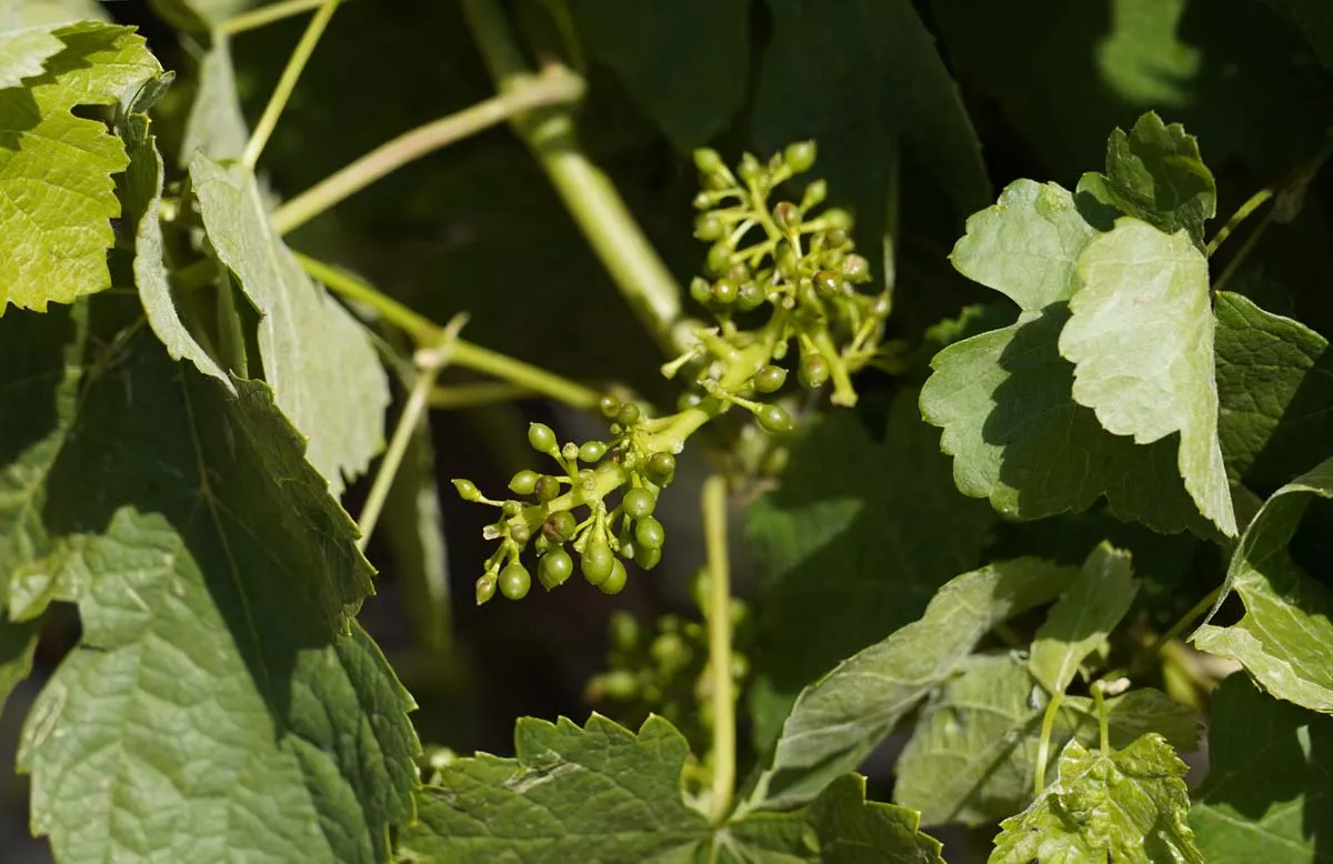 Viñedos afectados por la fuerte granizada caída ayer en Cacabelos | Foto: César Sánchez - ICAL