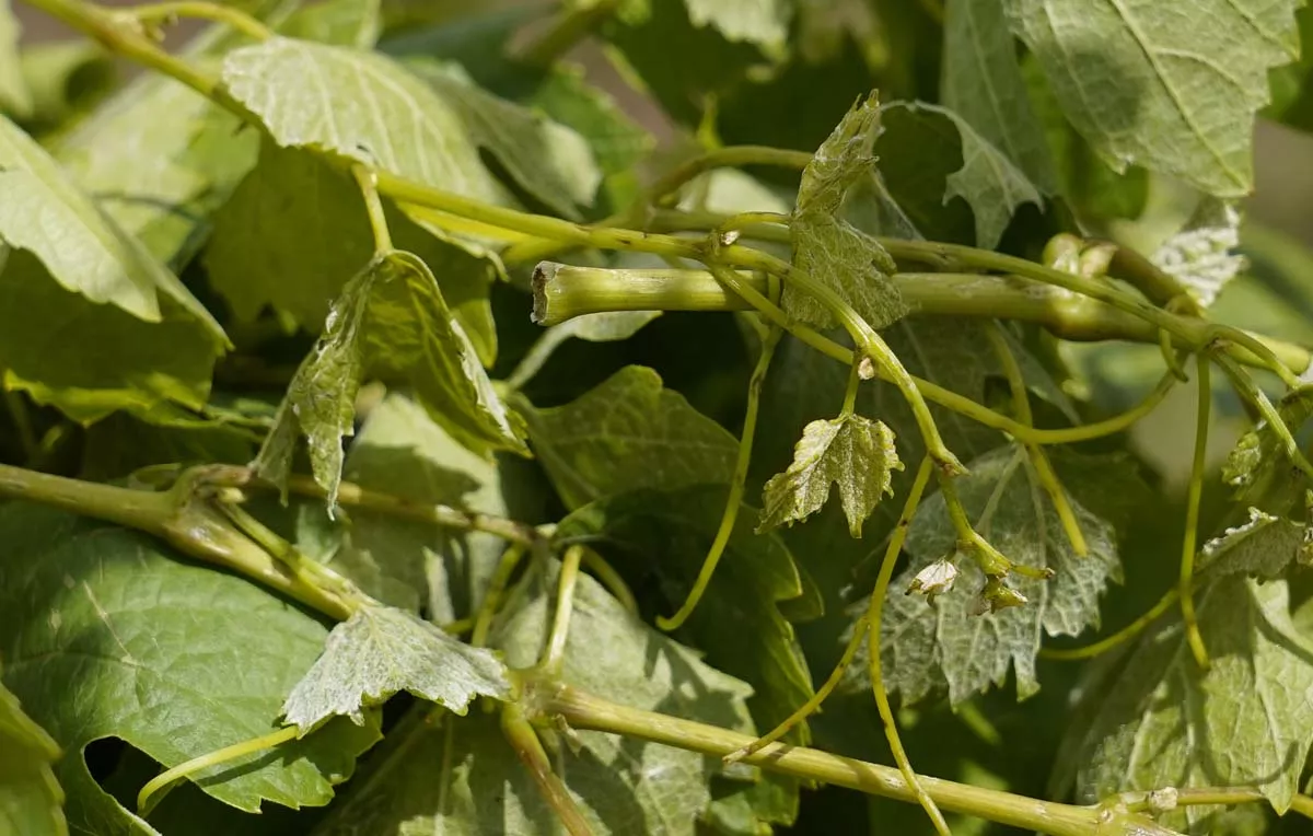 Viñedos afectados por la fuerte granizada caída ayer en Cacabelos | Foto: César Sánchez - ICAL