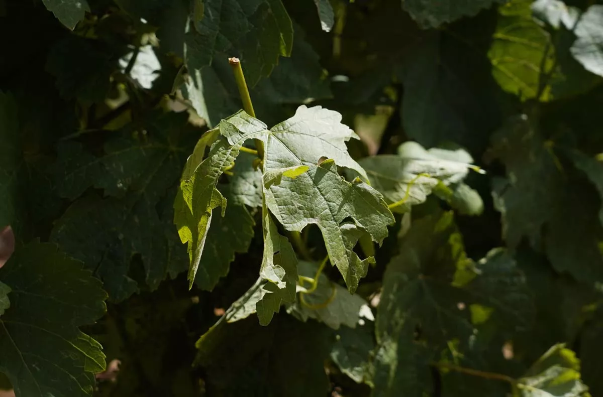  Viñedos afectados por la fuerte granizada caída ayer en Cacabelos | Foto: César Sánchez - ICAL
