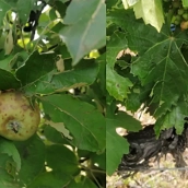 El 'black rot' y el mildiu amenazan a los viñedos y manzanos del Bierzo por la granizada