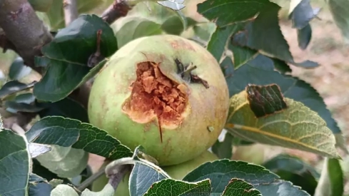 Manzana tras la granizada en Villaverde de la Abadía