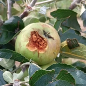 Manzana tras la granizada en Villaverde de la Abadía