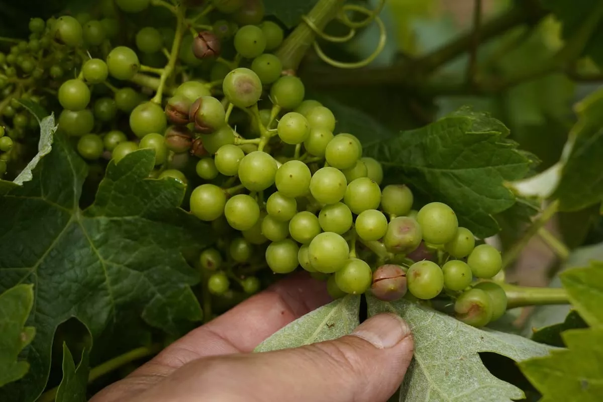 Viñedos afectados por la tormenta de ayer en la pedanía ponferradina de Fuentesnuevas