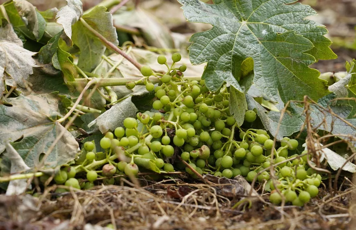 Viñedos afectados por la tormenta de ayer en la pedanía ponferradina de Fuentesnuevas