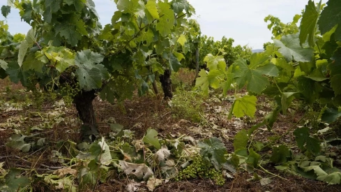 Viñedos afectados por la tormenta en la pedanía ponferradina de Fuentesnuevas | César Sánchez - ICAL