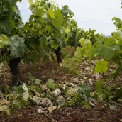 Viñedos afectados por la tormenta en la pedanía ponferradina de Fuentesnuevas | César Sánchez - ICAL Viñedos afectados por la tormenta en la pedanía ponferradina de Fuentesnuevas | César Sánchez - ICAL