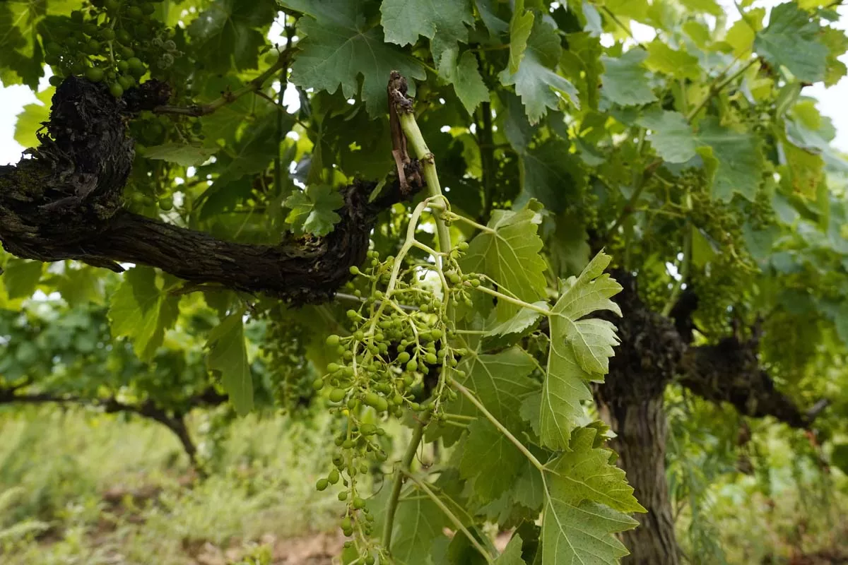 Viñedos afectados por la tormenta de ayer en la pedanía ponferradina de Fuentesnuevas