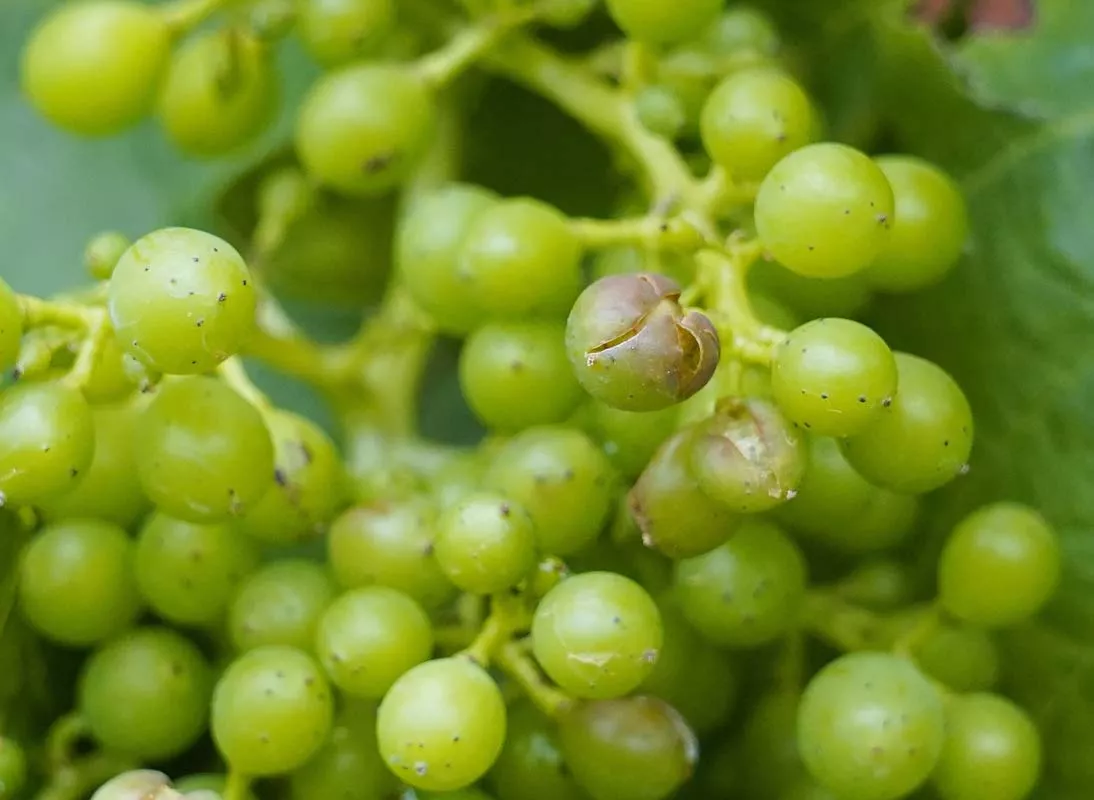 Viñedos afectados por la tormenta de ayer en la pedanía ponferradina de Fuentesnuevas