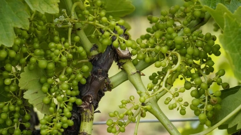 Los daños de las granizadas impedirán vendimiar aquellos viñedos del Bierzo "afectados al 100%"