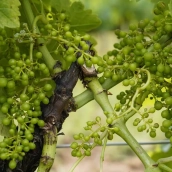 Los daños de las granizadas impedirán vendimiar aquellos viñedos del Bierzo "afectados al 100%"