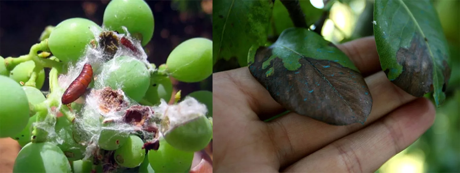 Alertas por la presencia de polilla del racimo y de fuego bacteriano en las viñas y frutales del Bierzo Alertas por la presencia de polilla del racimo y de fuego bacteriano en las viñas y frutales del Bierzo