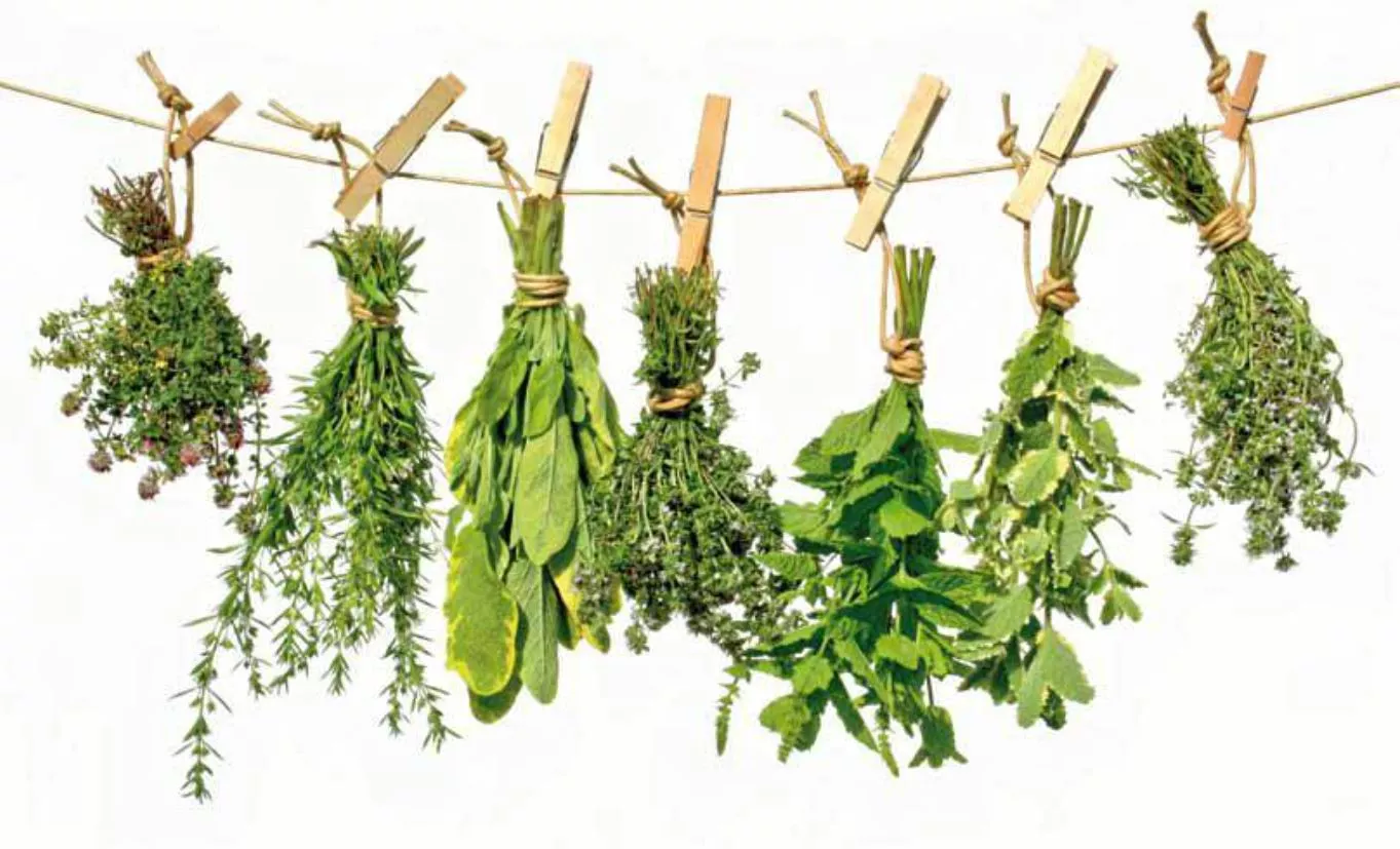 Curso derano ULE Plantas aromáticas Curso derano ULE Plantas aromáticas