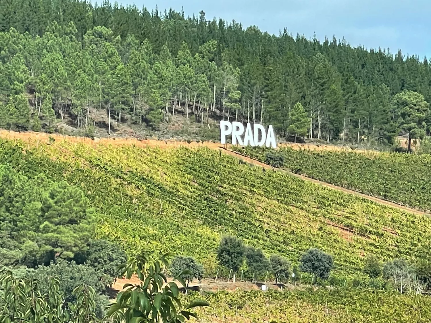 Imagen de otro cartel de Prada en una de sus viñas Imagen de otro cartel de Prada en una de sus viñas