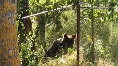 Oso piscina Villaseca de Laciana