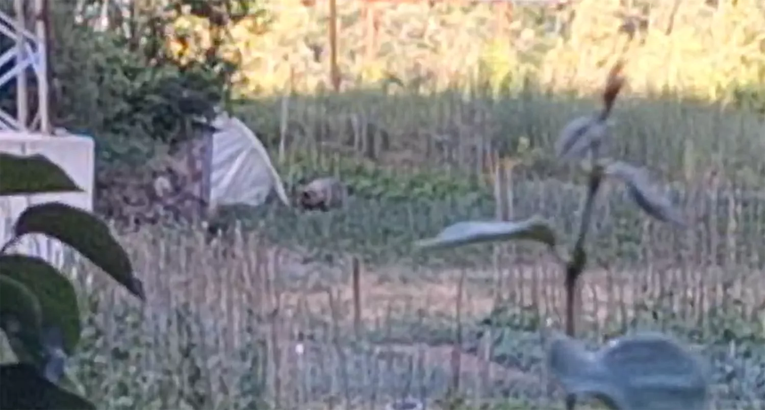 La osa Lechuguina regresa a Villarino del Sil un mes después de su última aparición La osa Lechuguina regresa a Villarino del Sil un mes después de su última aparición