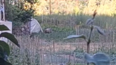 La osa Lechuguina regresa a Villarino del Sil un mes después de su última aparición