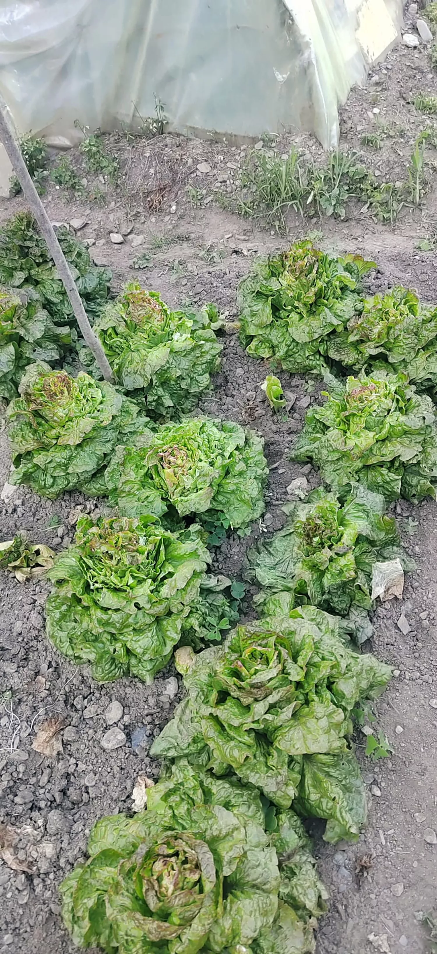 Destrozo ocasionado por Lechuguina Destrozo ocasionado por Lechuguina