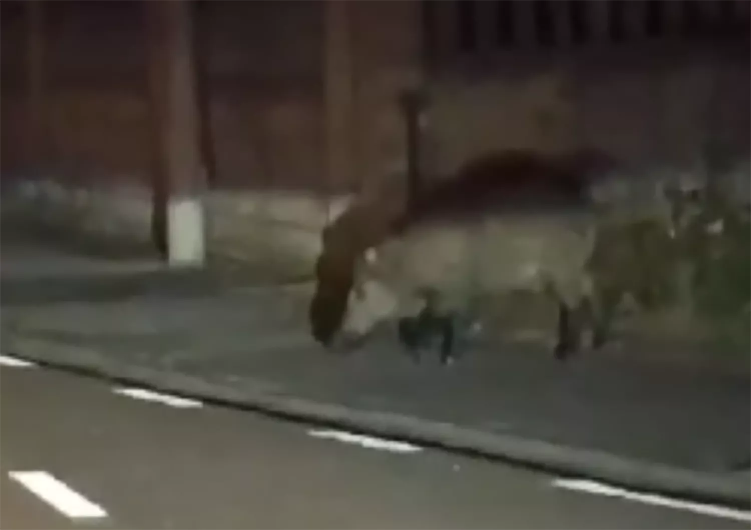 Un jabalí 'se pasea' por la Avenida de Asturias en Cubillos del Sil 