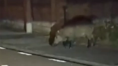 Un jabalí pone en aprietos a los conductores mientras atraviesa la transitada carretera a Cubillos (CL-631)