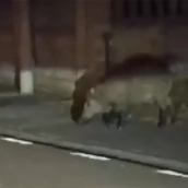 Un jabalí pone en aprietos a los conductores mientras atraviesa la transitada carretera a Cubillos (CL-631)