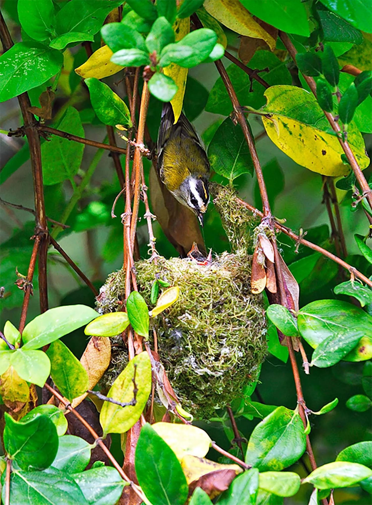 El Anillo Verde de Ponferrada anuncia jornadas de educación ambiental para verano El Anillo Verde de Ponferrada anuncia jornadas de educación ambiental para verano
