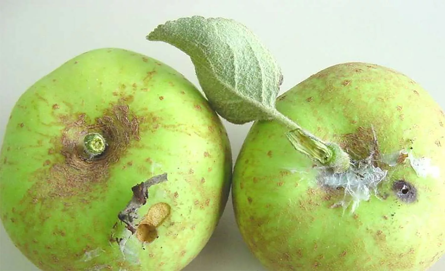 Presencia de roedoras de piel de frutales Presencia de roedoras de piel de frutales