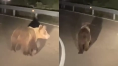 Avistamiento de un oso en la carretera en Espina de Tremo