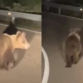 Avistamiento de un oso en la carretera en Espina de Tremo