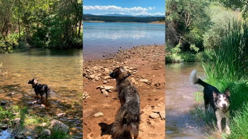 Perros en playas fluviales