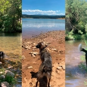 Perros en playas fluviales