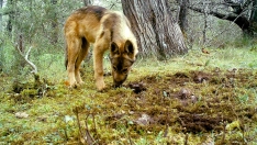 Imagen de archivo de un lobo ibérico 