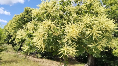 Castaños de Corullón | Corullón es mucho