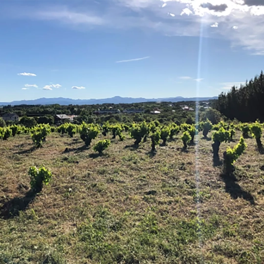 Viñedos en Villafranca del Bierzo