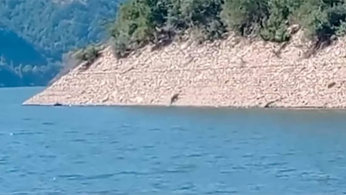 Oso 'refrescandose' en el pantano de Las Rozas de Villablino