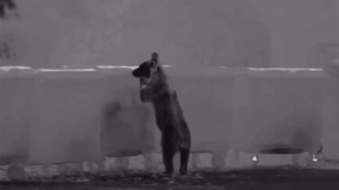 Oso hurgando en los contendores