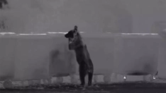 Oso hurgando en los contendores