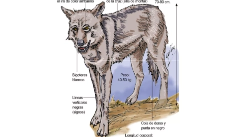 Medio Ambiente espera un incremento de manadas de lobos en Castilla y León tras el análisis de más de 20.000 indicios de su presencia
