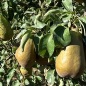 Comienza la recogida de Pera Conferencia en El Bierzo "con daños mínimos" por las granizadas y de una "calidad excepcional"