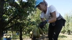 Recogida de la Pera Conferencia en El Bierzo 