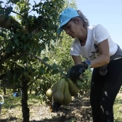 Recogida de la Pera Conferencia en El Bierzo 