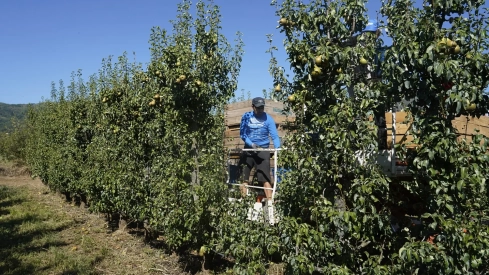 Imagen de la recogida de la Pera Conferencia en El Bierzo 