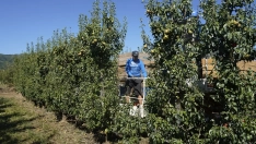 Imagen de la recogida de la Pera Conferencia en El Bierzo 