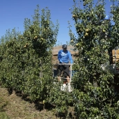 Imagen de la recogida de la Pera Conferencia en El Bierzo 