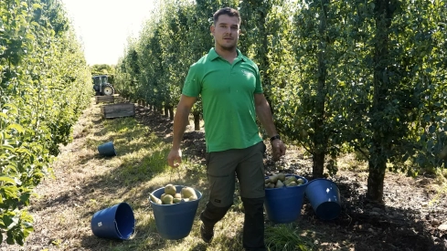 Recogida de la Pera Conferencia en El Bierzo