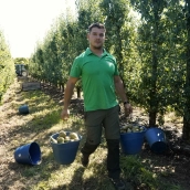 Recogida de la Pera Conferencia en El Bierzo